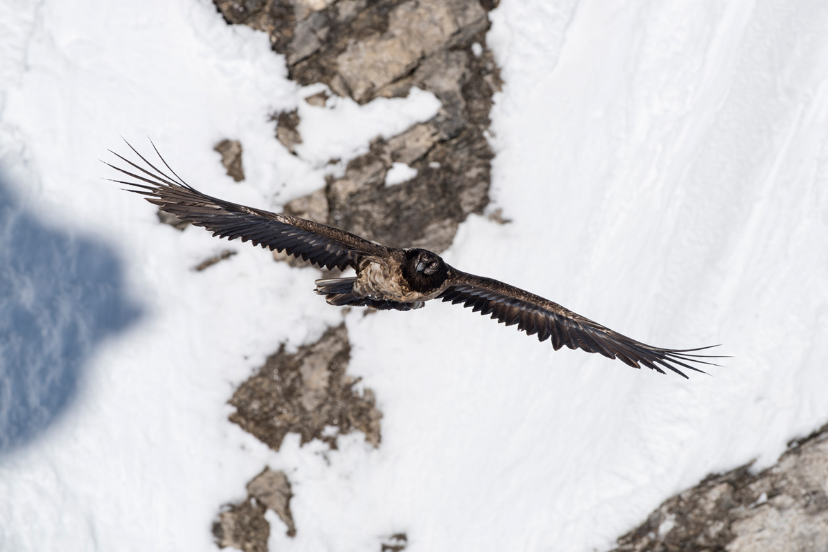 Bearded Vulture