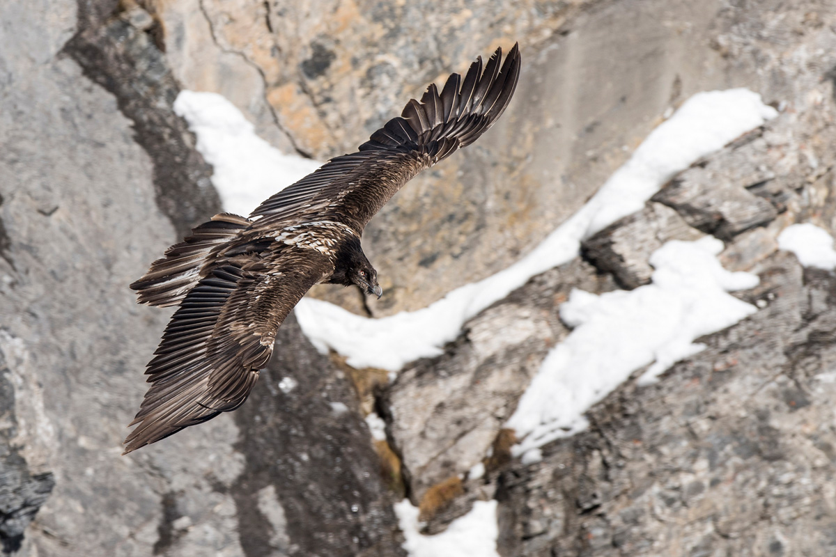 Bearded Vulture