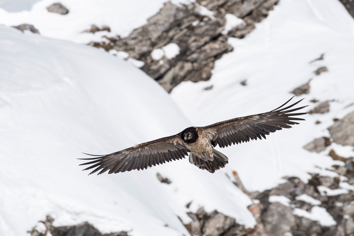 Bearded Vulture