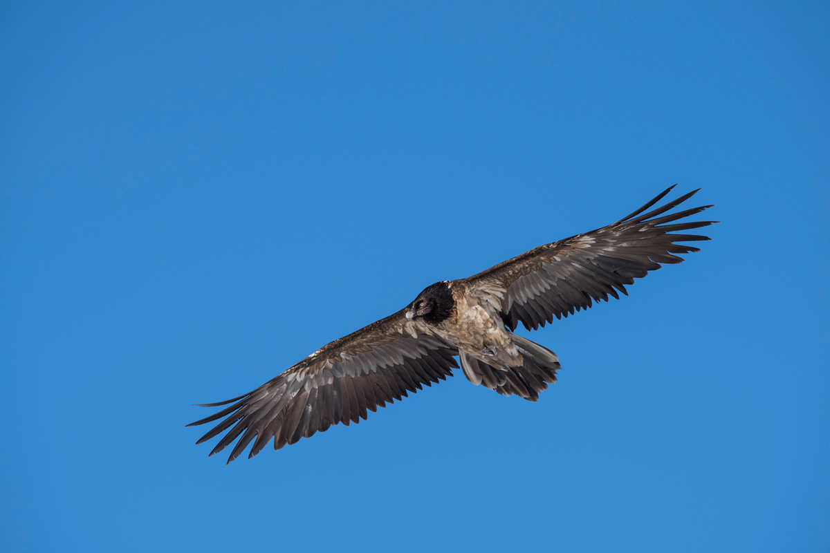 Bearded Vulture