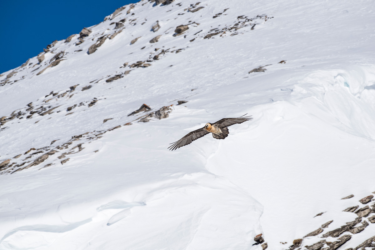 Bearded Vulture