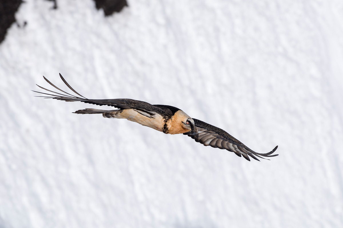 Bearded Vulture