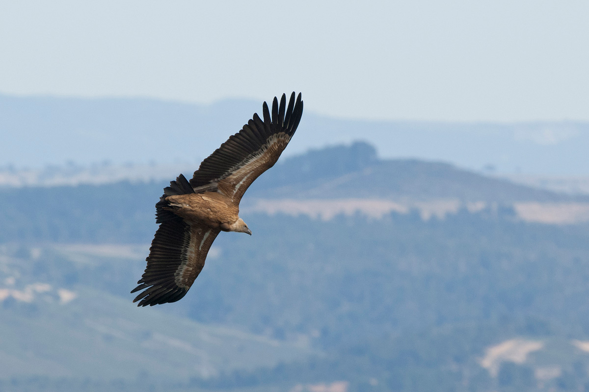 Griffon Vulture