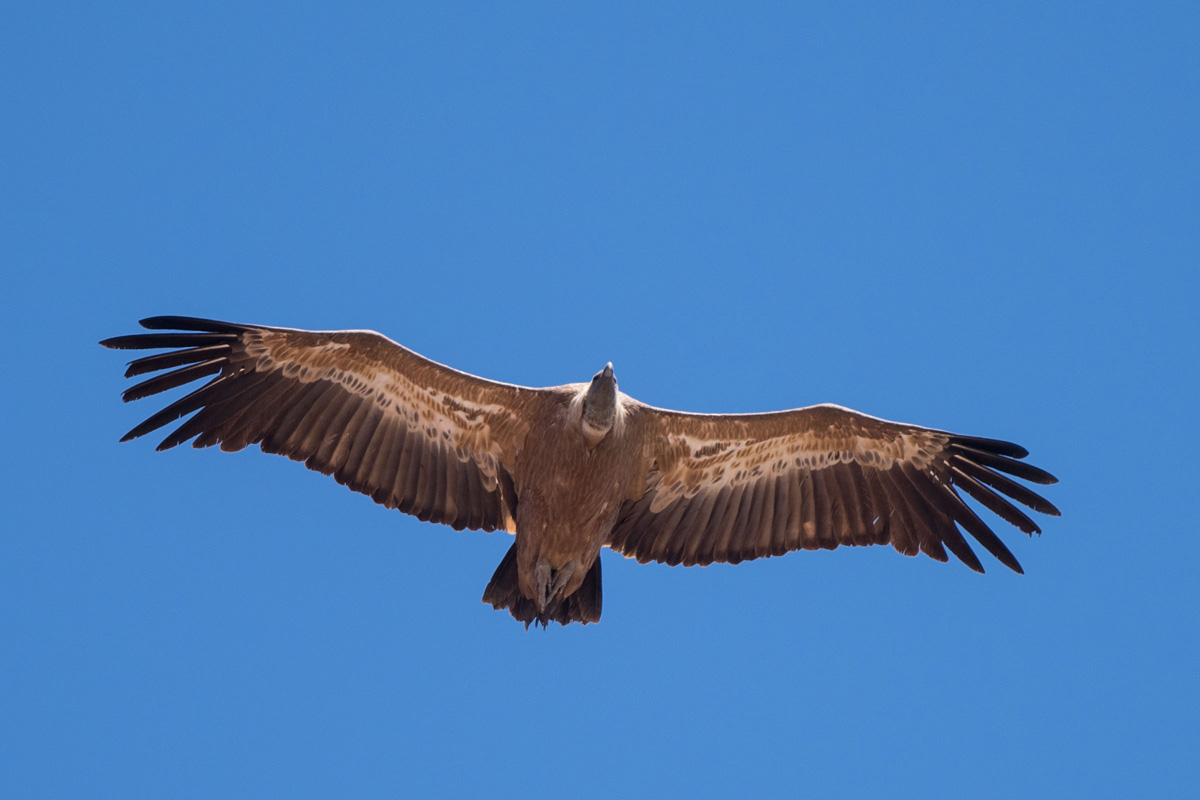 Griffon Vulture