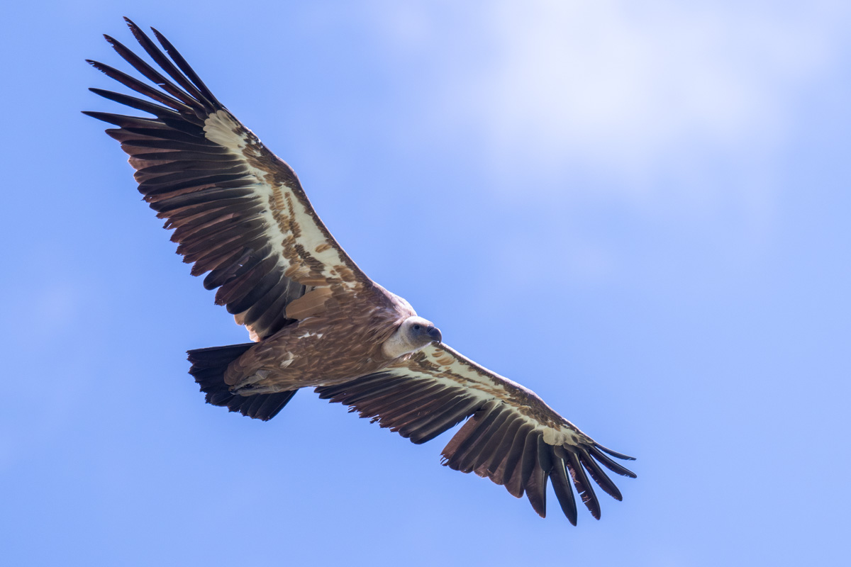 Griffon Vulture