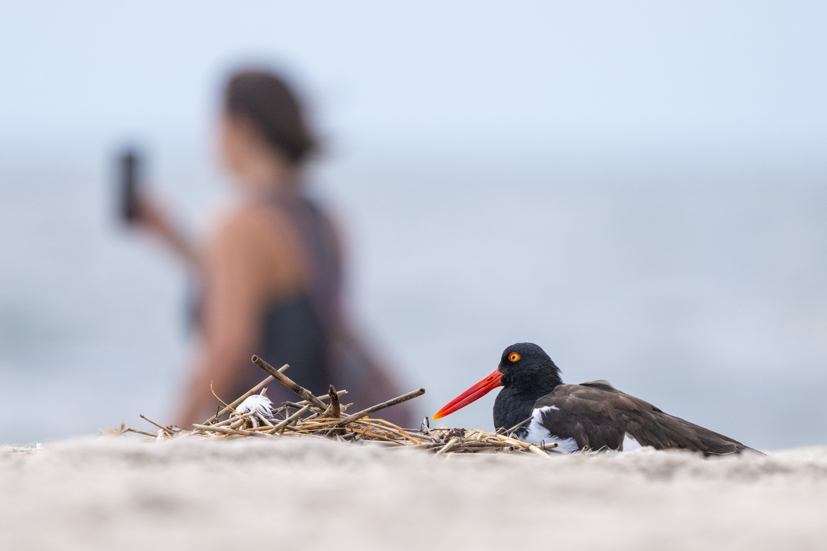 American Oystercatcher