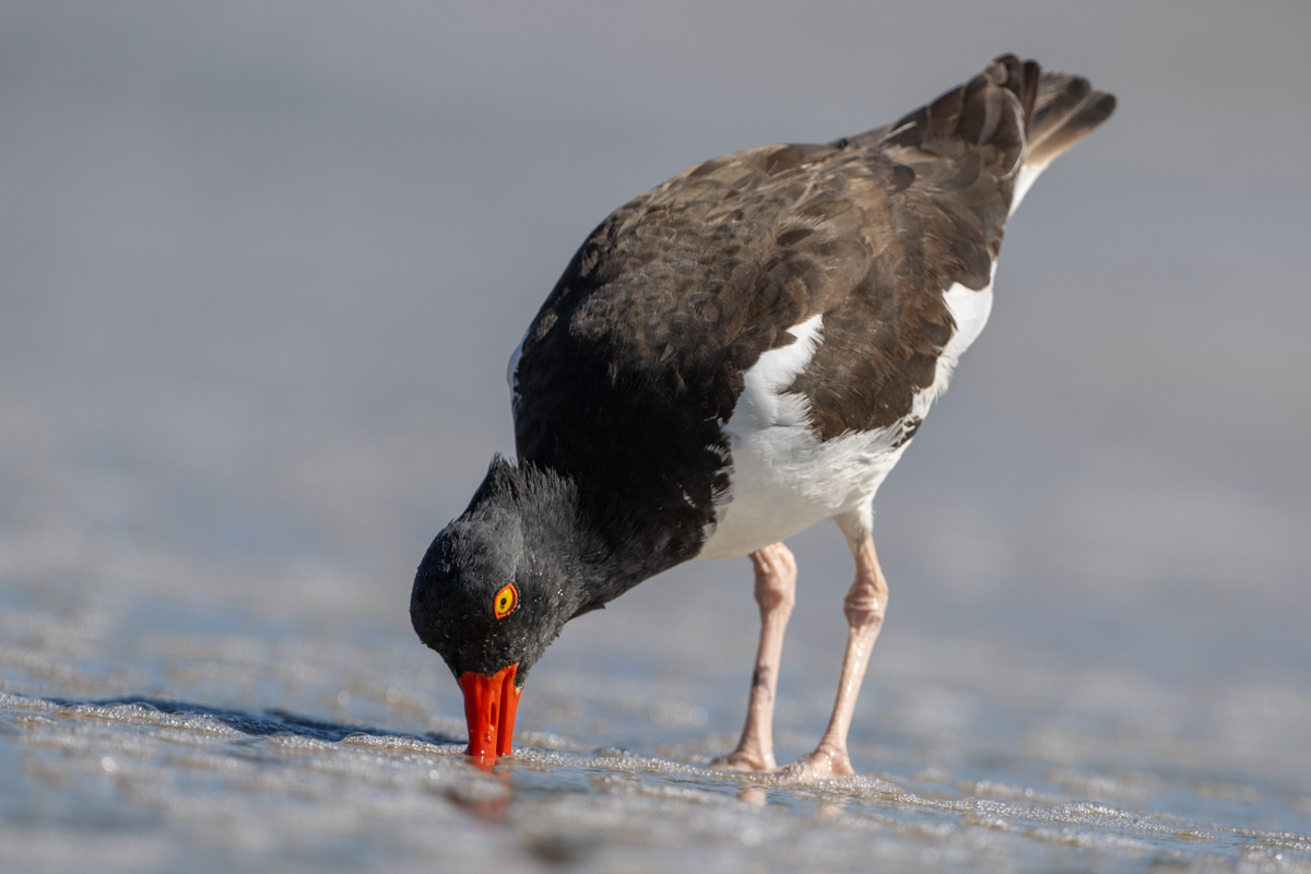 American Oystercatcher