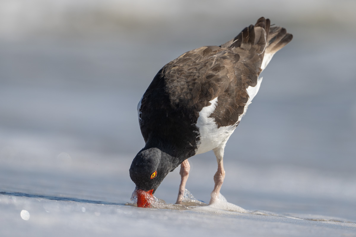 American Oystercatcher