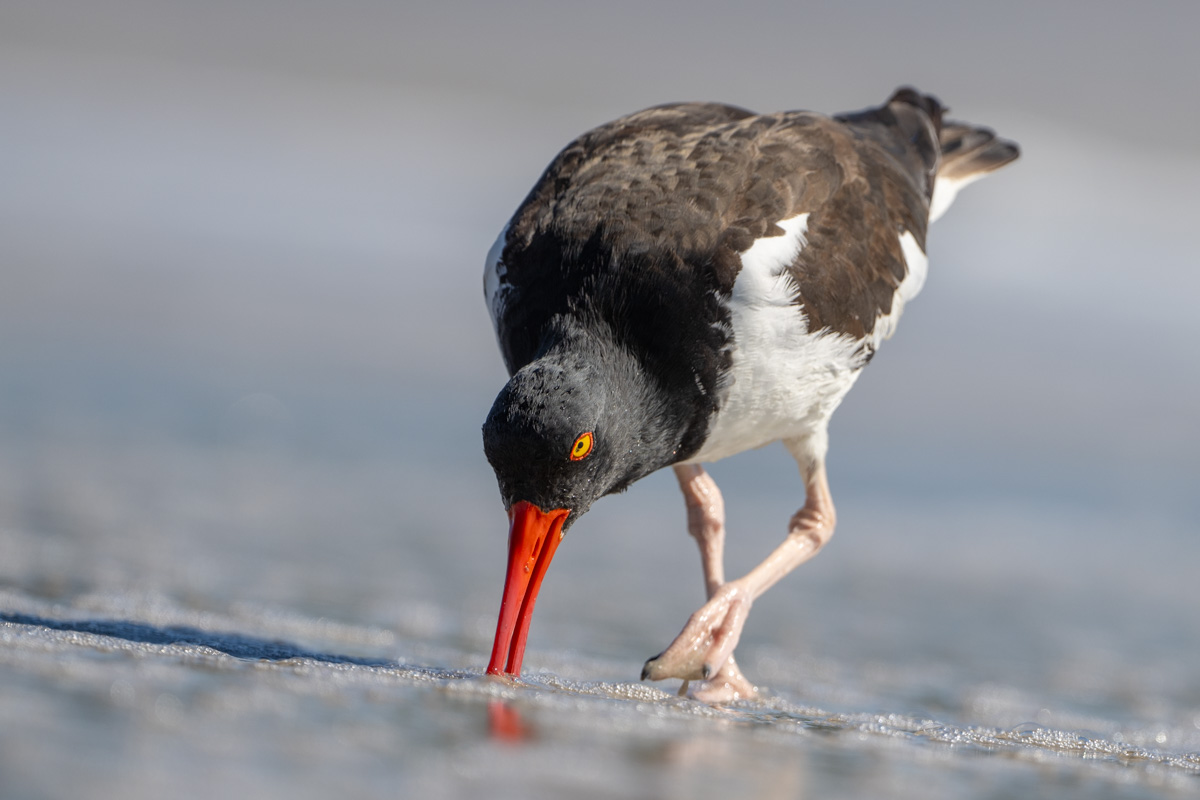 American Oystercatcher