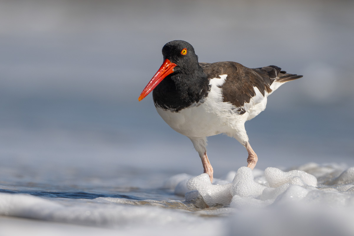 American Oystercatcher