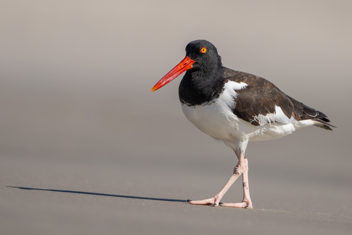 American Oystercatcher