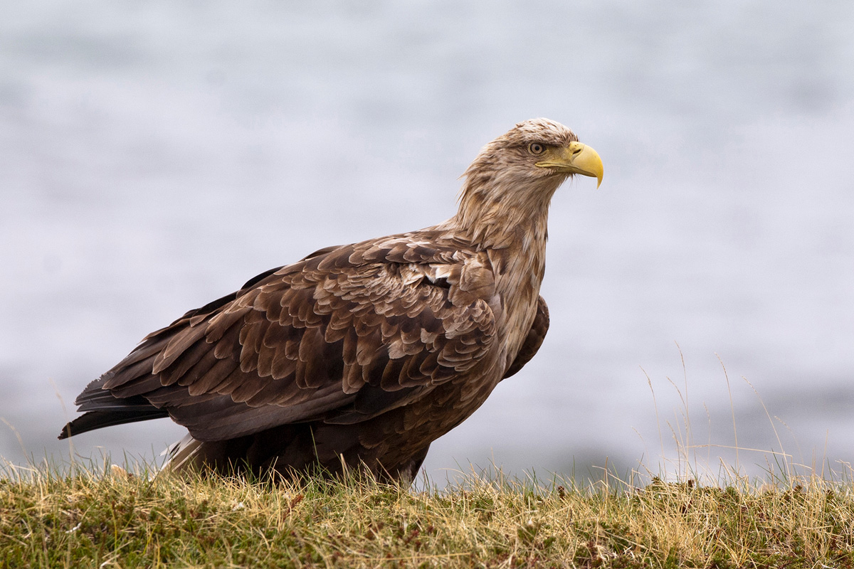 White-tailed Eagle