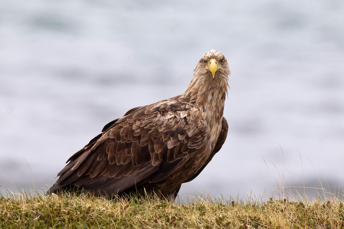 White-tailed Eagle