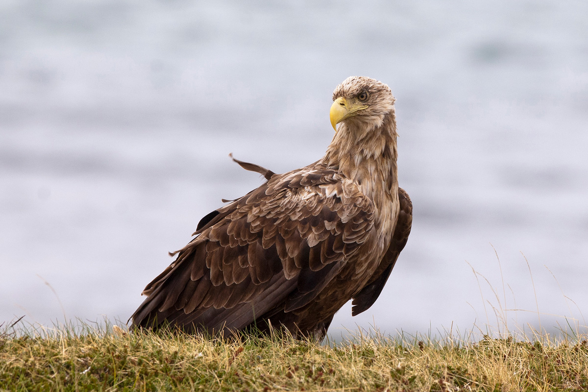 White-tailed Eagle