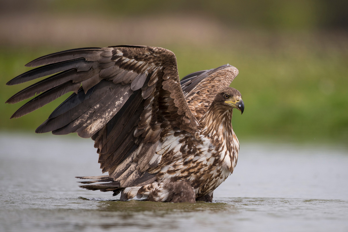 White-tailed Eagle