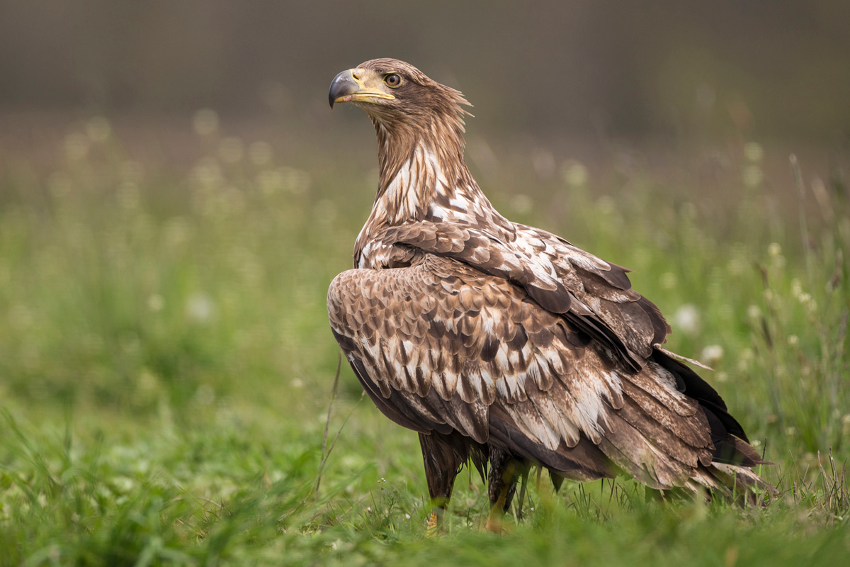 White-tailed Eagle