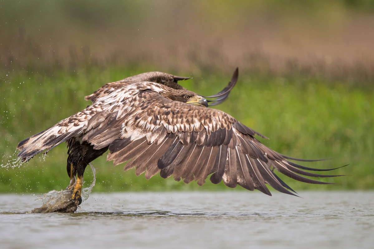 White-tailed Eagle