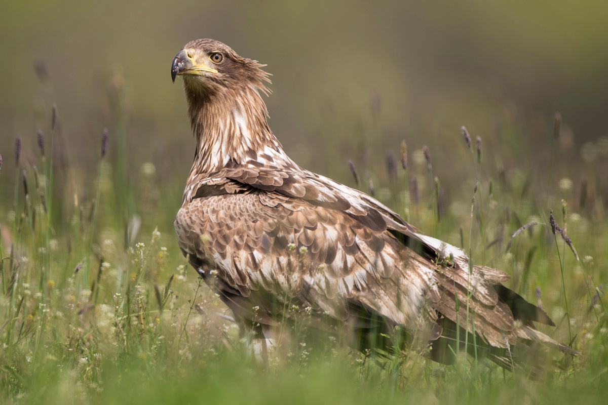 White-tailed Eagle