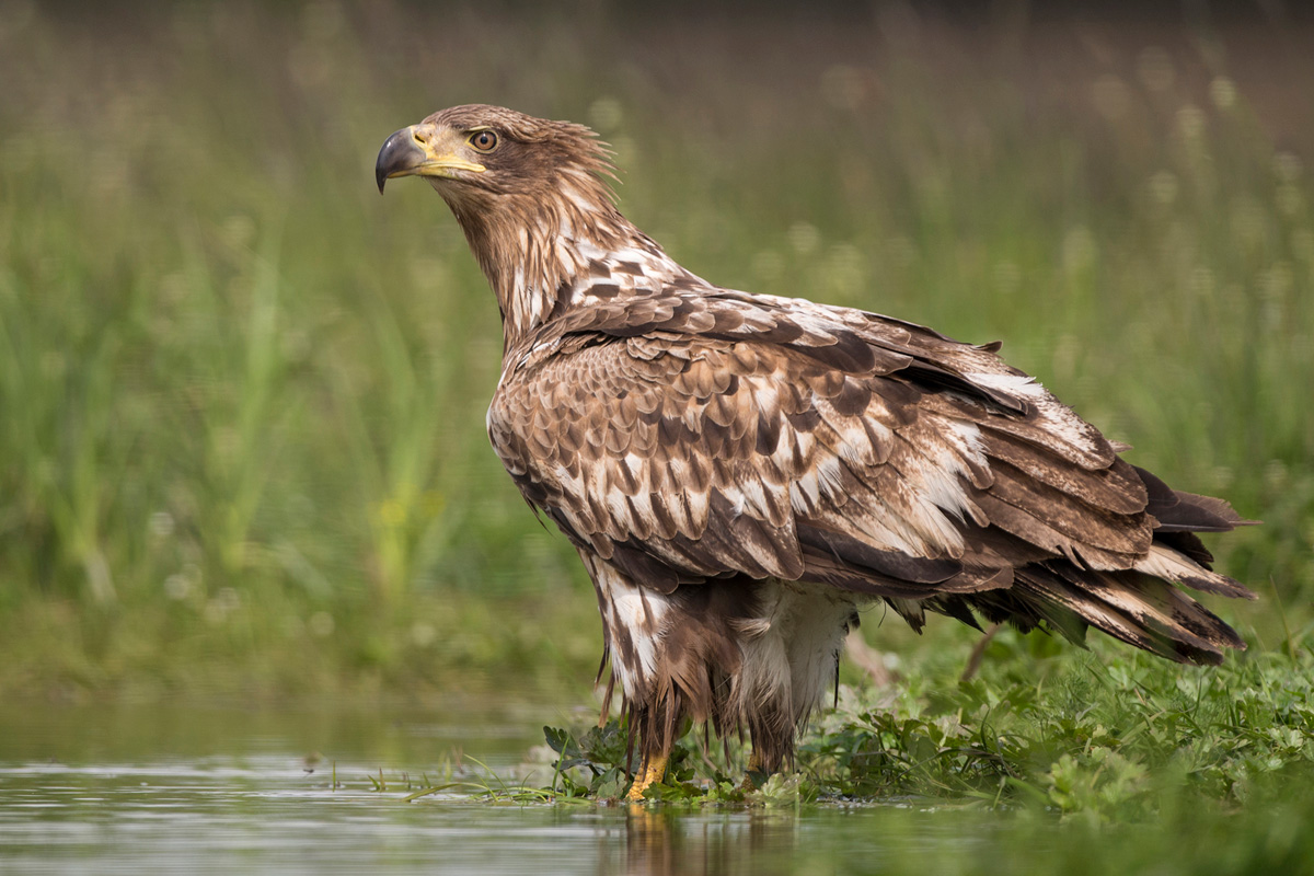 Seeadler