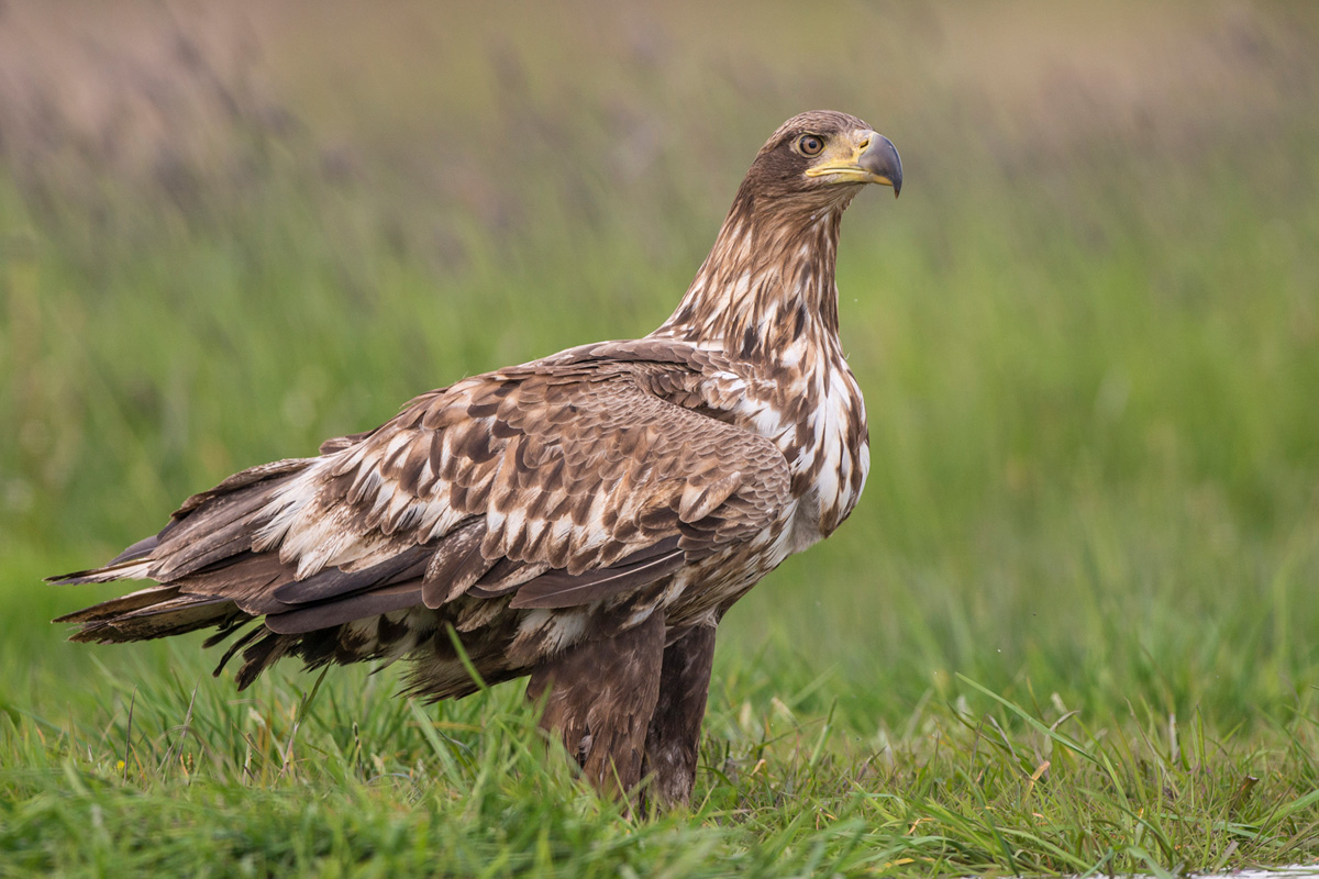 White-tailed Eagle