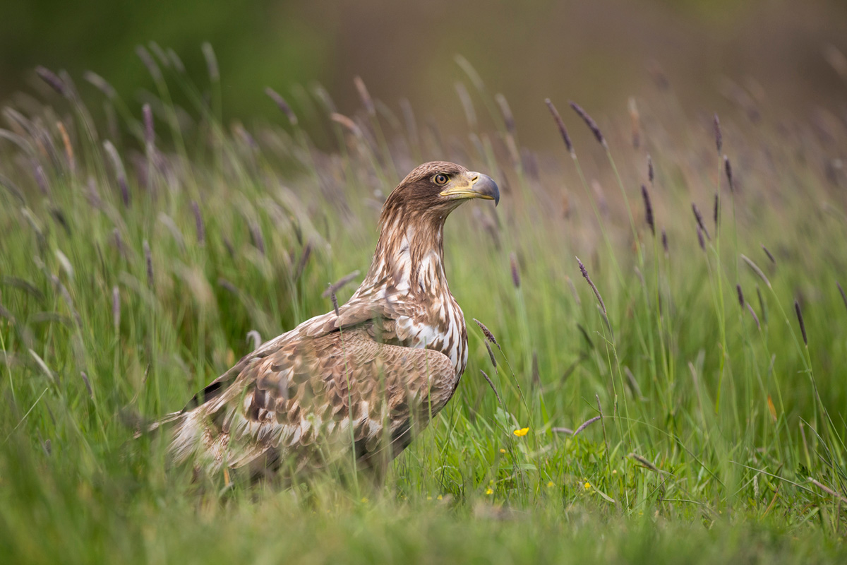 Seeadler