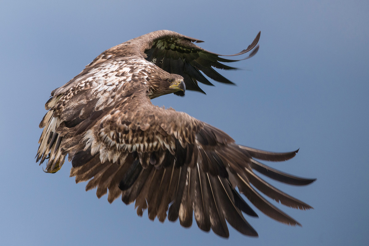 White-tailed Eagle