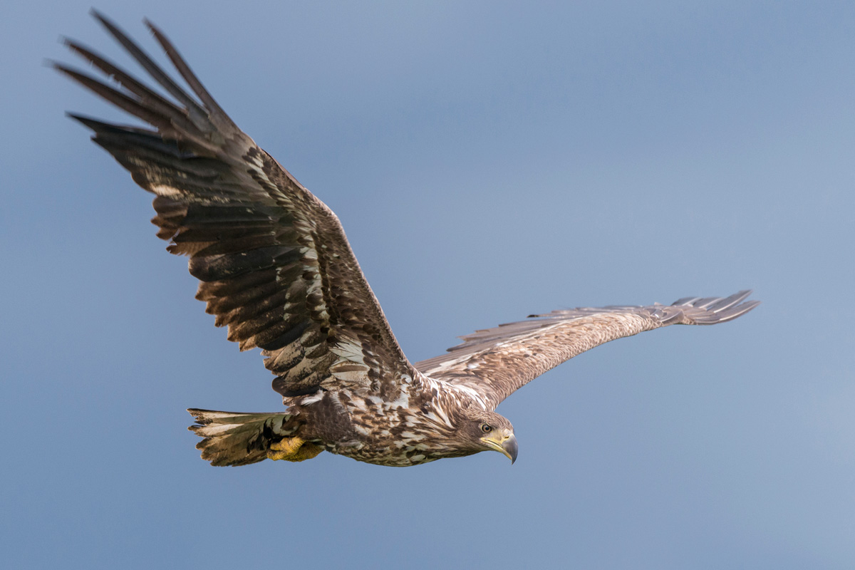 White-tailed Eagle