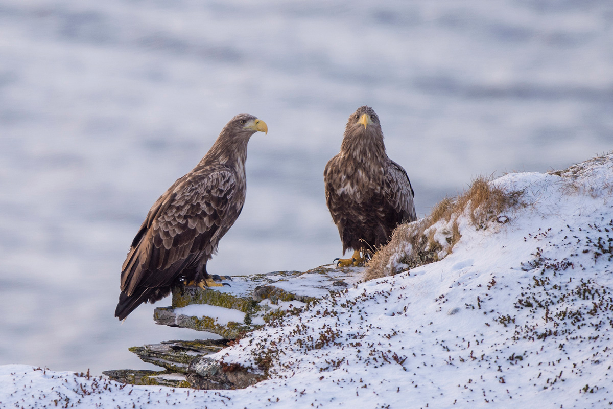 White-tailed Eagle