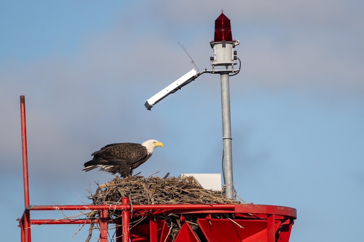 Weisskopf-Seeadler