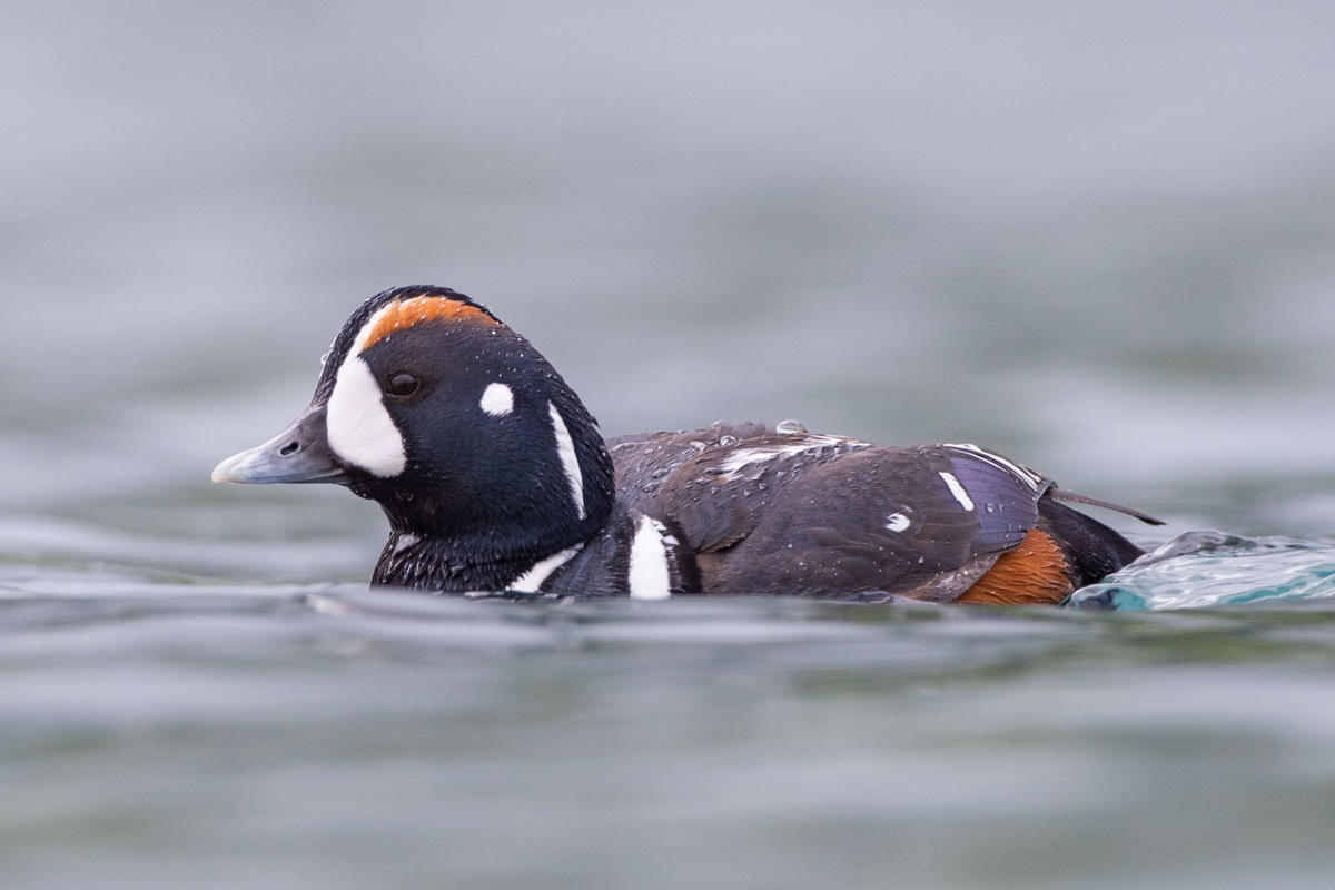 Harlequin Duck