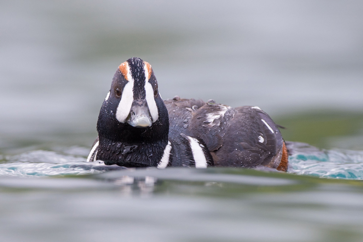 Harlequin Duck