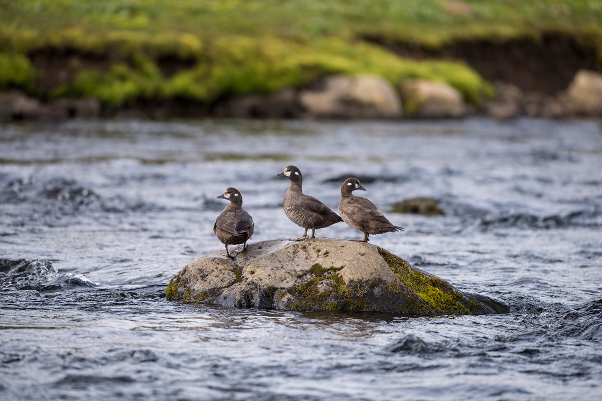 Harlequin Duck