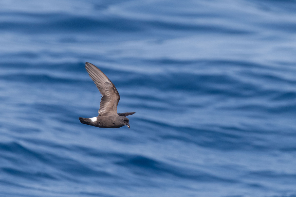 Band-rumped Storm Petrel