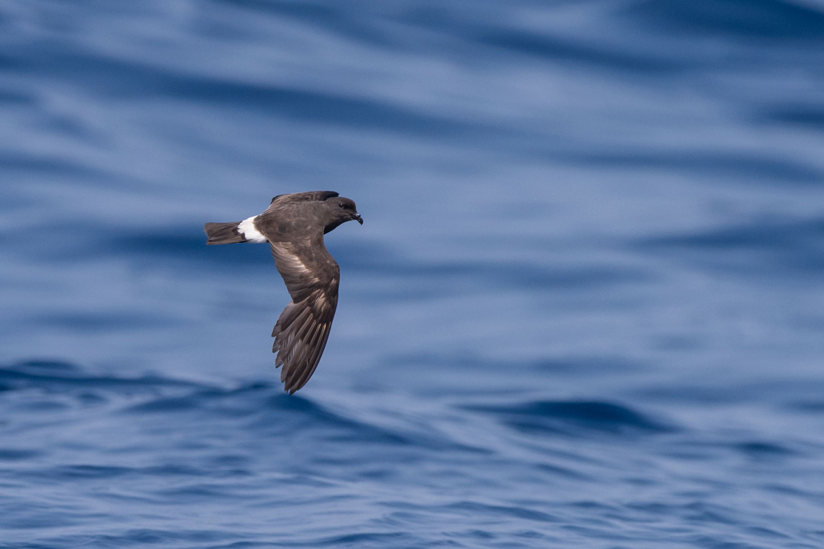 Band-rumped Storm Petrel