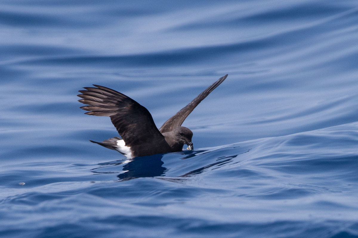 Band-rumped Storm Petrel