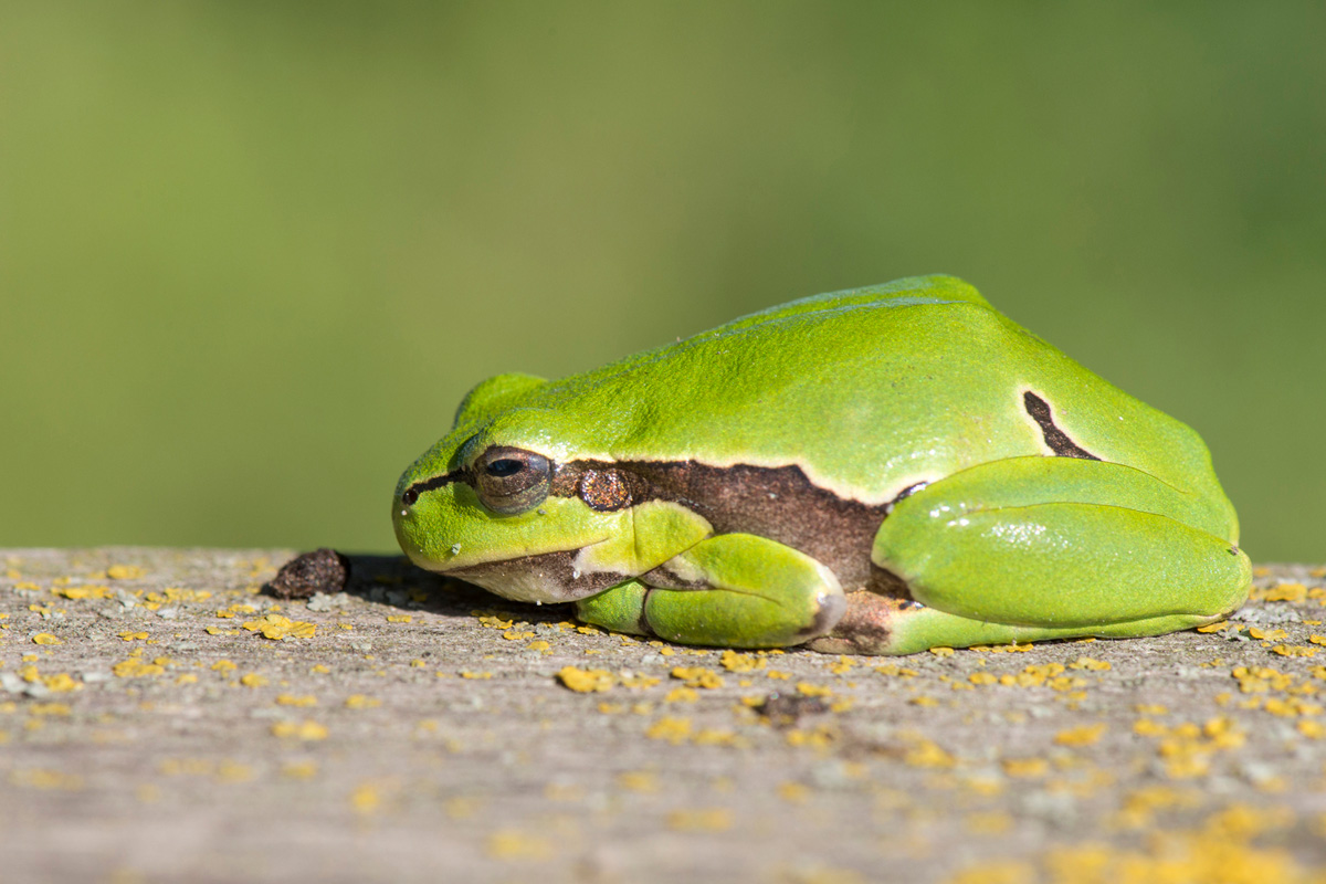 European Tree Frog