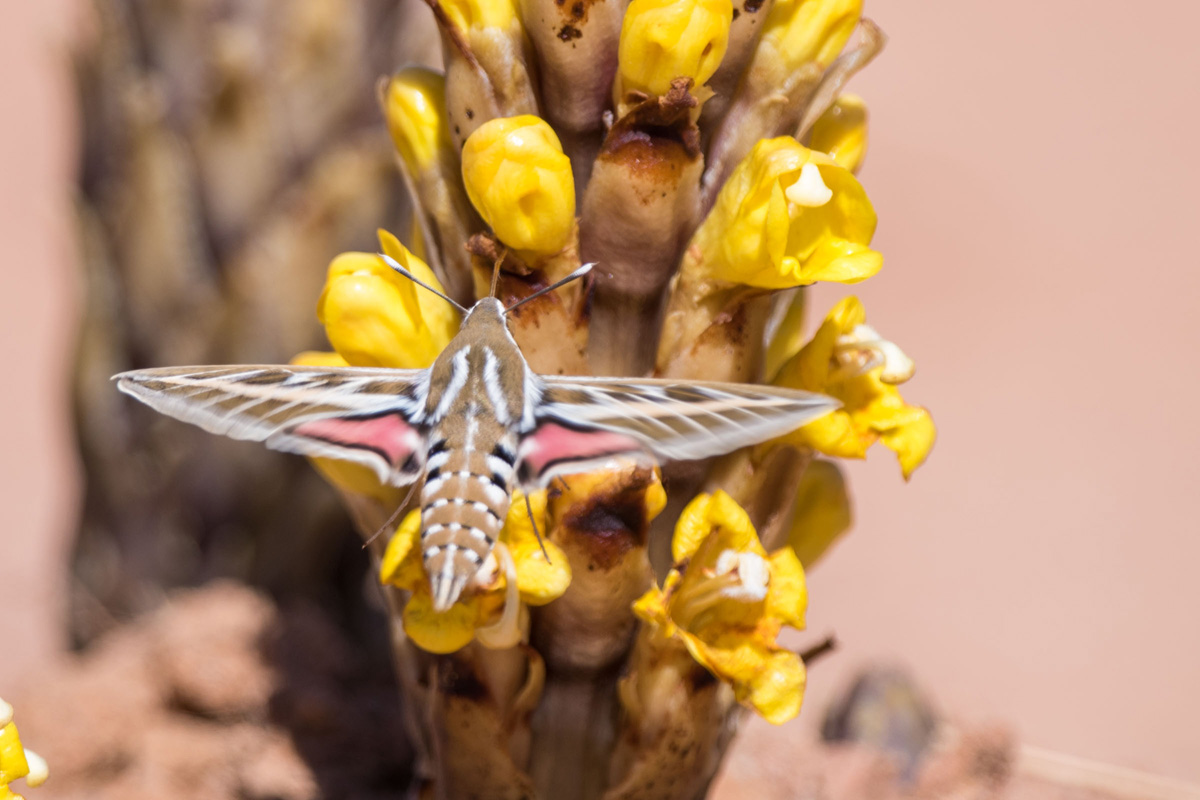 Striped Hawk-moth