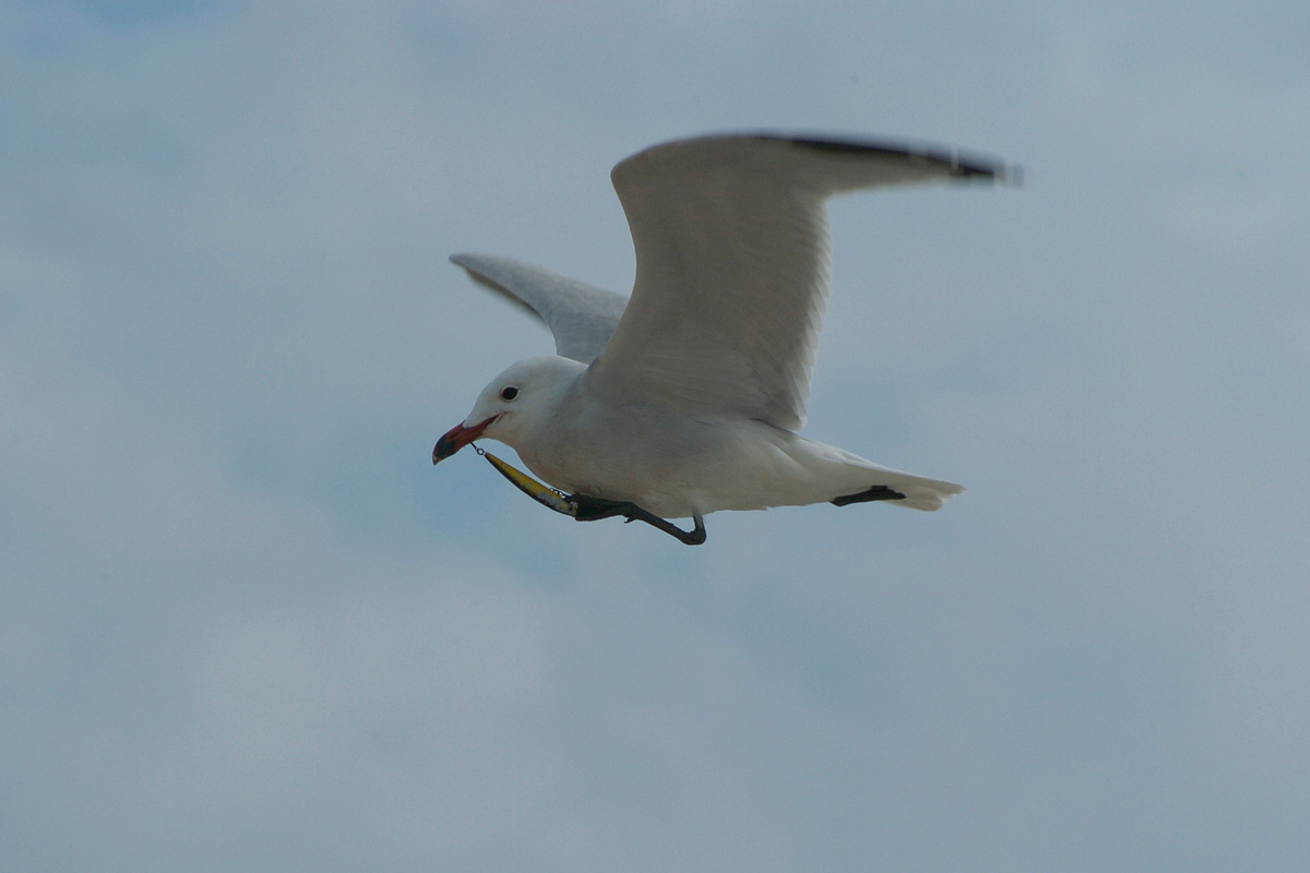 Audouin's Gull