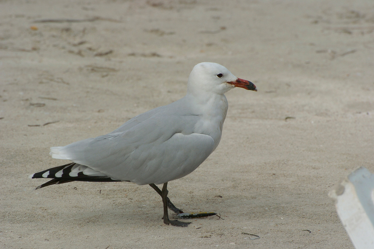 Audouin's Gull