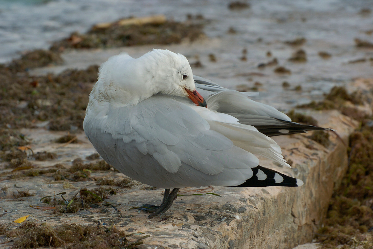 Audouin's Gull