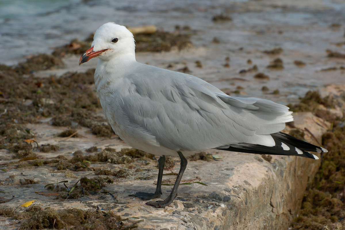 Audouin's Gull