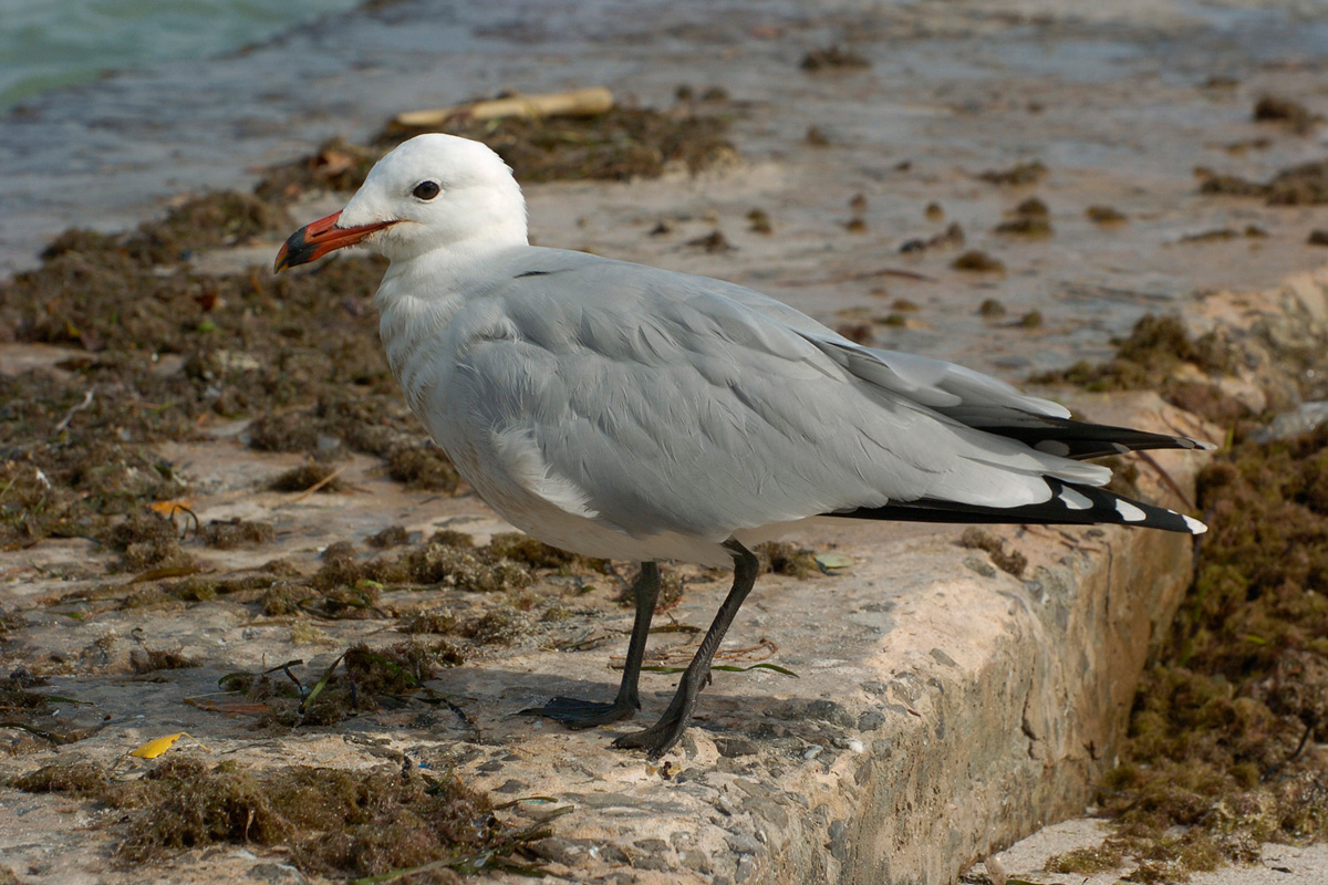 Audouin's Gull