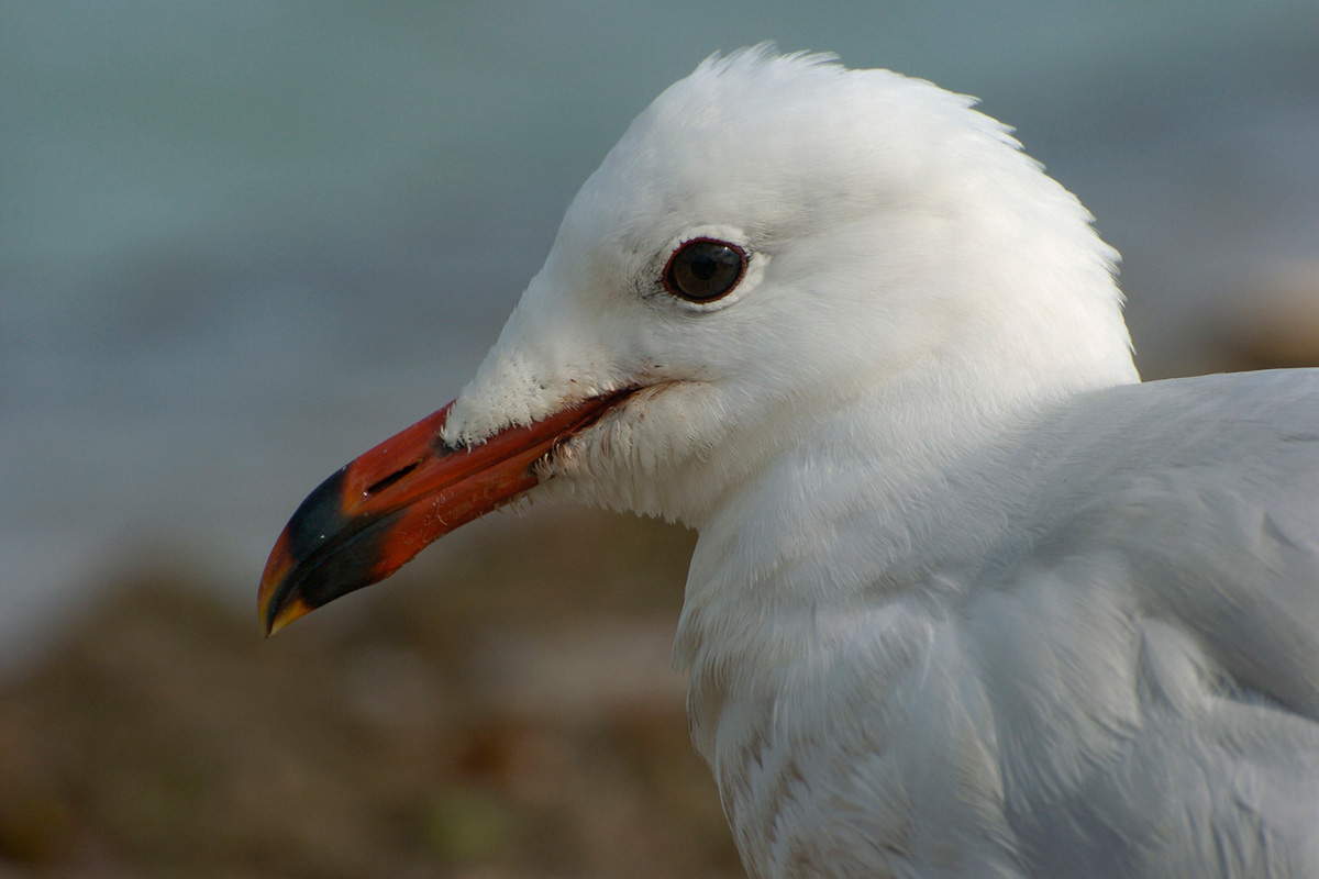 Audouin's Gull