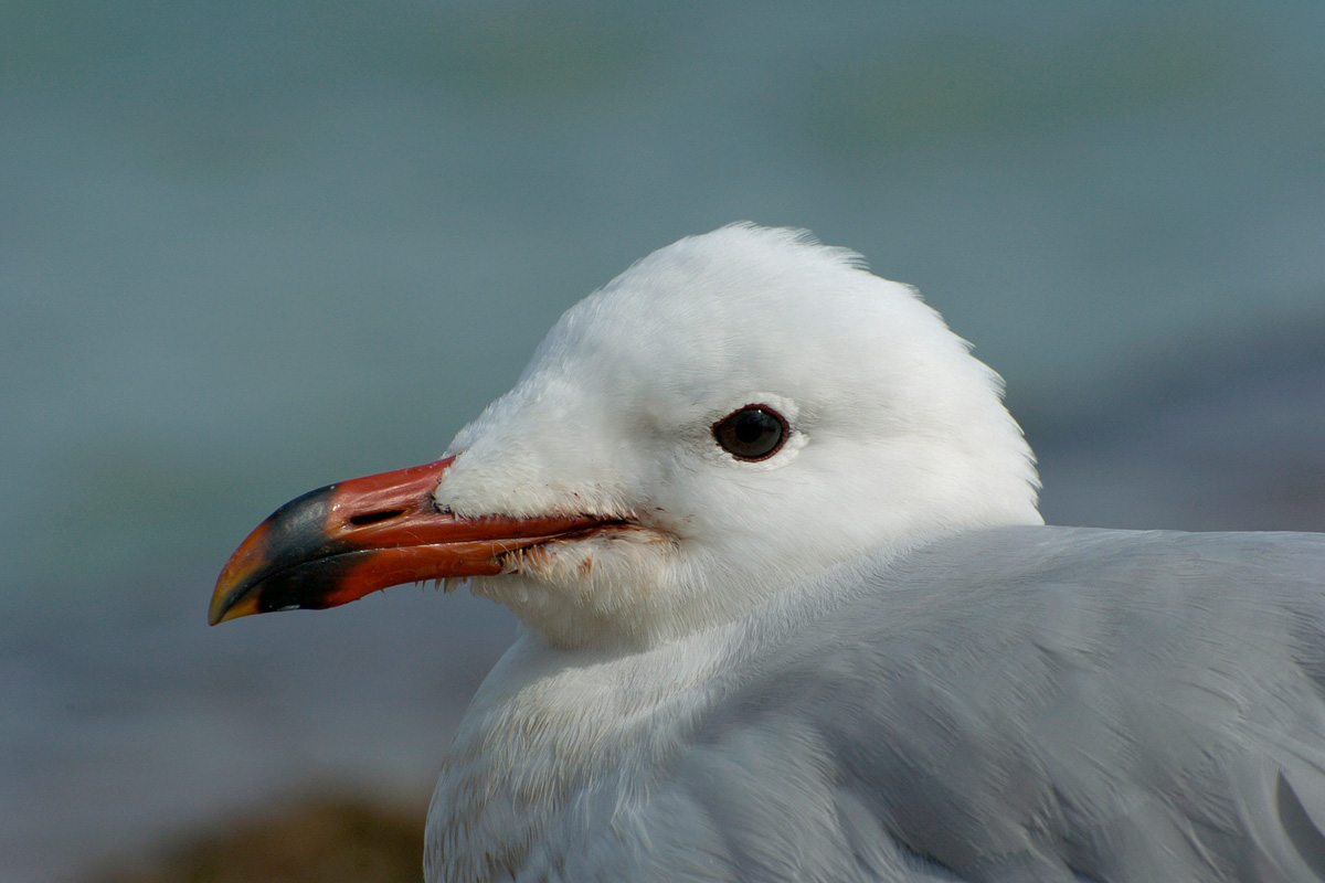 Audouin's Gull