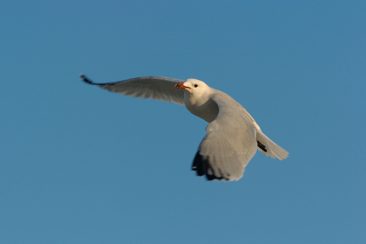 Audouin's Gull