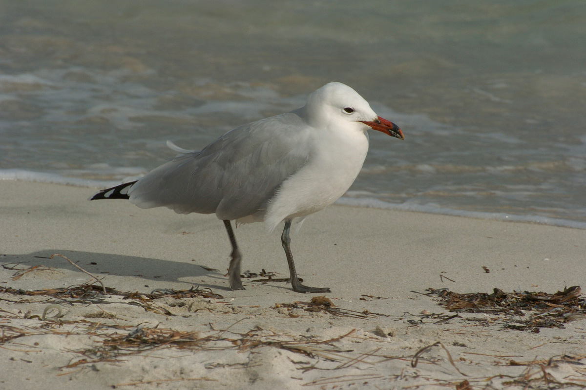 Audouin's Gull