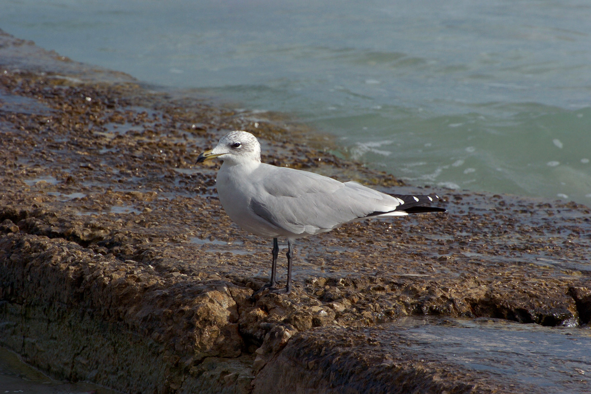 Audouin's Gull