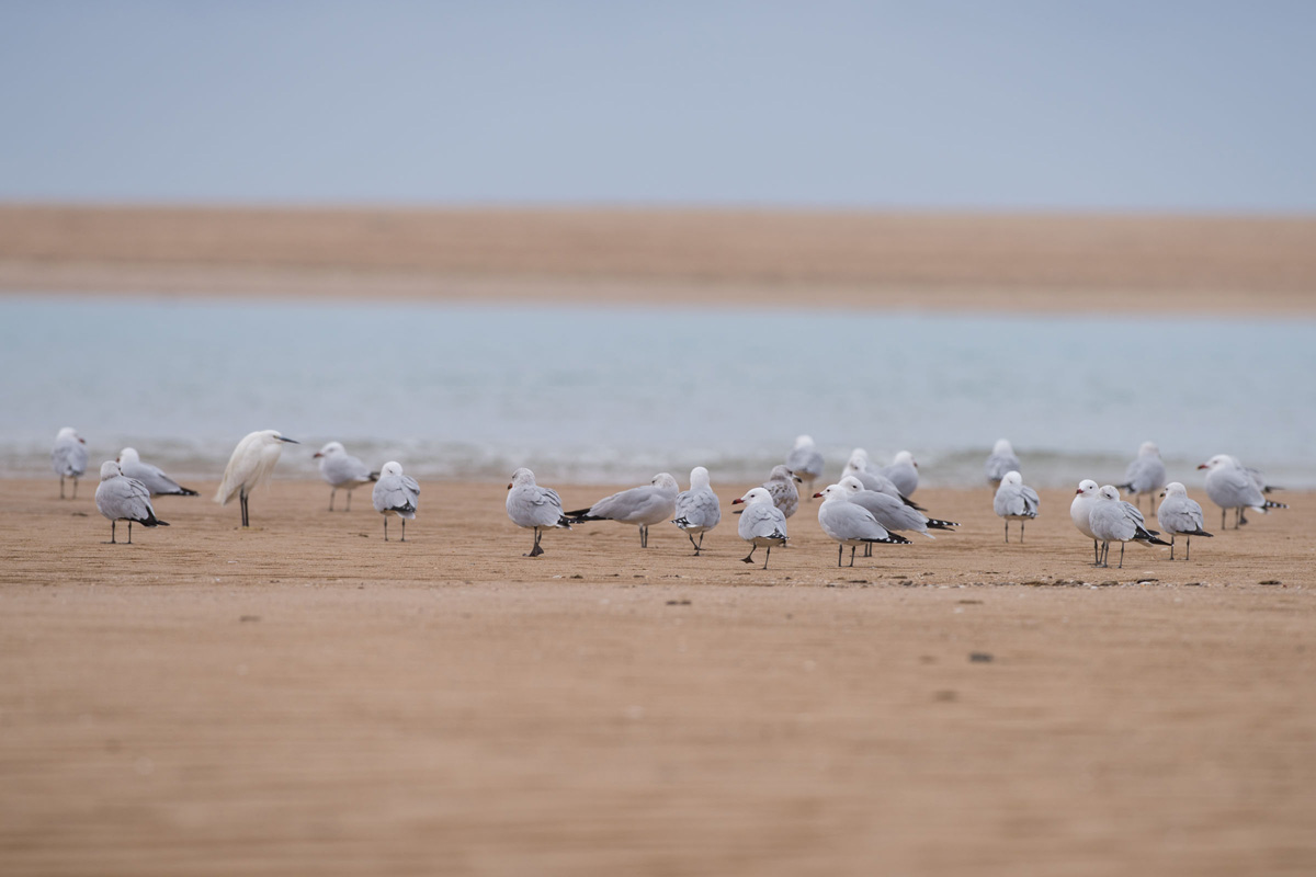 Audouin's Gull