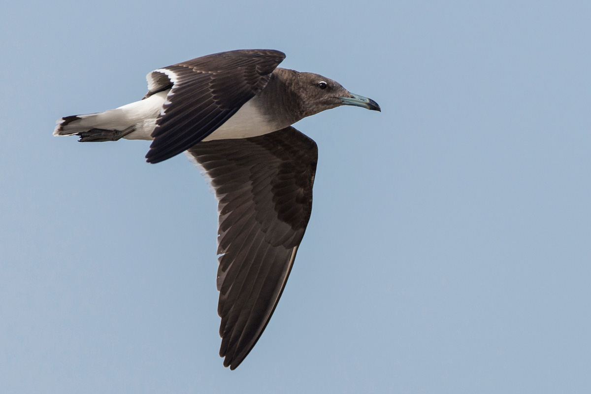 Sooty Gull