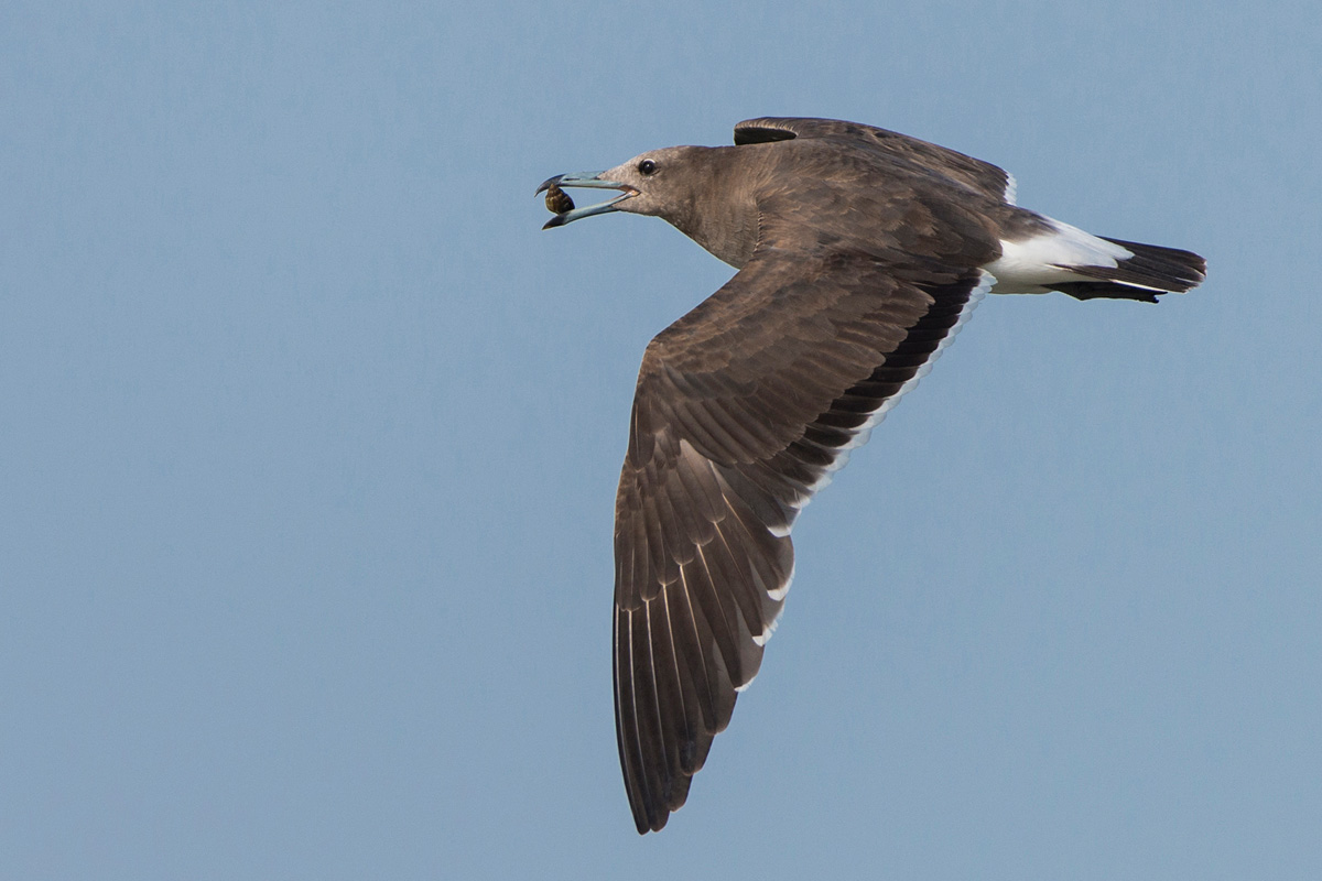 Sooty Gull